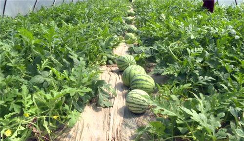 凉山吃瓜爆料视频大全最新,揭秘当地风土人情与热点事件